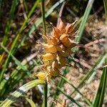 Carex vesicaria Плід