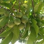 Annona glabra Fruitua
