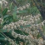 Hibbertia podocarpifolia Цветок