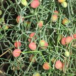 Ephedra altissima Fruit