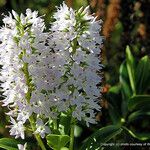 Veronica bollonsii