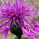 Centaurea scabiosaFlor