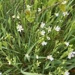 Moehringia ciliata Leaf