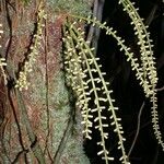 Guarea rhopalocarpa Leaf