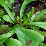 Dionaea muscipula موطن