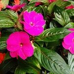 Impatiens walleriana Fleur