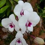 Dendrobium bigibbum Flower