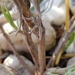 Lavandula latifolia Corteza