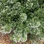 Clinopodium nepetaFlower