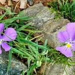 Viola calcarata Λουλούδι