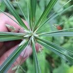 Cyperus laxus Çiçek
