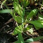 Primula farinosa Lapas