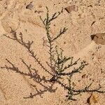 Heliotropium bacciferum Hábito