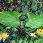 Thunbergia alata Blad