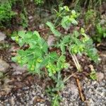 Euphorbia taurinensis Leaf