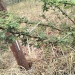 Vachellia nilotica Folha