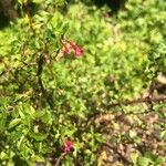 Fuchsia microphylla Květ