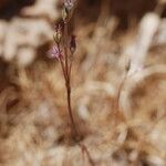 Allium parciflorum Flor