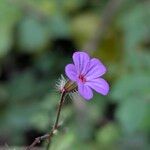 Geranium robertianumKvět