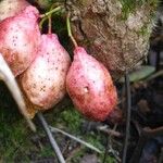 Syzygium cordemoyi Fruto