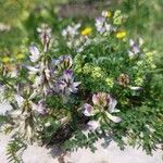 Astragalus alpinus Kvet