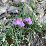 Allium narcissiflorum Flower