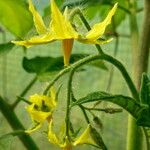 Solanum lycopersicum Kwiat