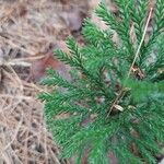 Lycopodium dendroideum Levél