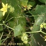 Bryonia verrucosa Otro