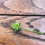 Ranunculus muricatus Leaf