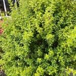 Lippia micromera Лист