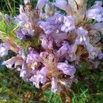 Orobanche cernua Flor