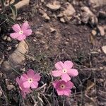 Phlox mesoleuca 整株植物