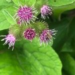 Arctium minus Flor