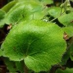 Saxifraga stolonifera Blad