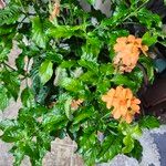 Crossandra infundibuliformis Flor