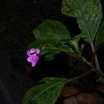Impatiens filicornu Kwiat