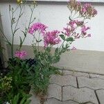 Atocion armeria অভ্যাস