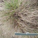 Carex humilis 葉