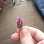 Thymus longiflorus Flower