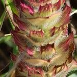 Prunella laciniata Mbuma
