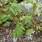 Potentilla norvegica Blatt