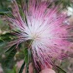 Calliandra surinamensis Fiore