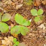 Cornus canadensisFolha