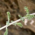 Santolina villosa Hoja