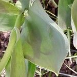 Tulipa gesneriana Leaf