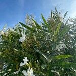 Nerium oleander Blüte
