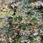 Abelia x grandiflora Hàbitat