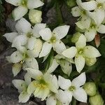 Galium megalospermum Λουλούδι