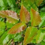 Mahonia aquifolium List
